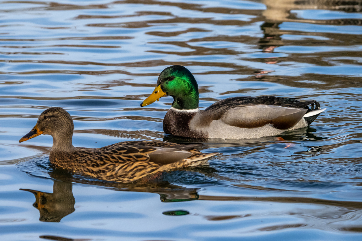 Fugleinfluensa påvist på fugl i Vestfold